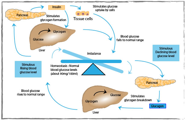 balance between anabolic hormones and catabolic hormones diagram