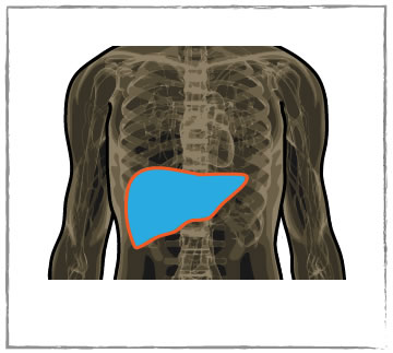 Picture of human chest with liver highlighted