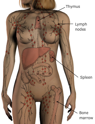 Lymph nodes